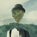 Cannabis effecten: Waarom Je High Wordt Van Wiet - RQS Blog